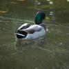 Canard sur le Lac de Pointhaie, près du gîte